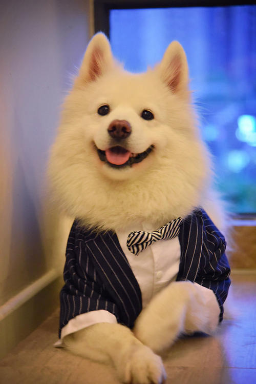 狗狗吐白沫