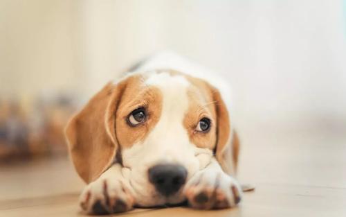 犬瘟的治療方法及用藥,什么方法比較快