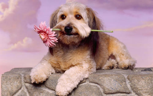 狂犬病權威知識發布，被自家狗咬了怎么處理？