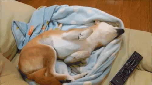 兩個月的小狗抽搐怎么回事？