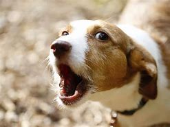 狗狗嘔吐是怎么回事？有哪些原因
