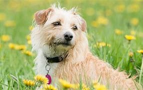 狗狗得了細小怎么辦？