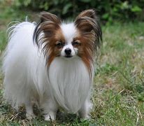 狗狗出現細小的癥狀，犬細小該如何治療？