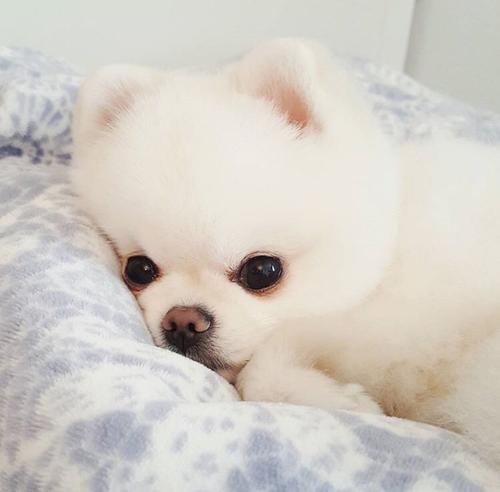 狗狗得了犬瘟怎么辦?犬瘟能治好嗎?