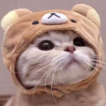 貓癬初期癥狀怎么辨別（貓癬初期癥狀圖分辨）