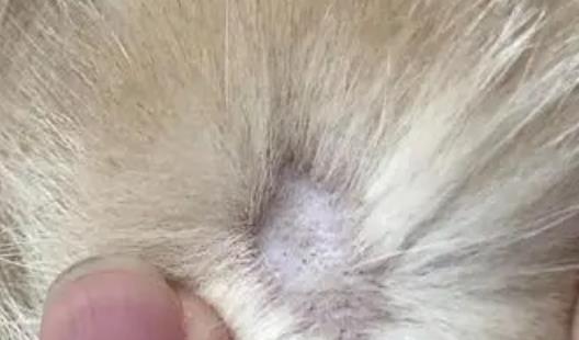 貓癬為什么越來越多