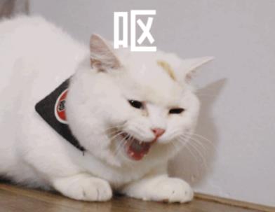 貓吐黃水吃什么藥