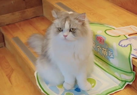 貓能吃蛋白嗎？