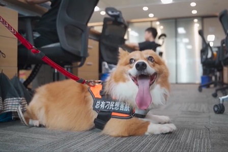 狗狗吐蟲子怎么辦？
