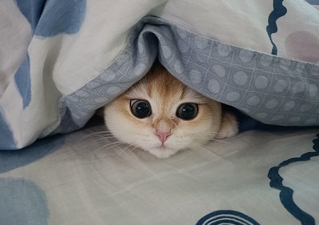小貓不吃東西嘔吐是怎么回事？
