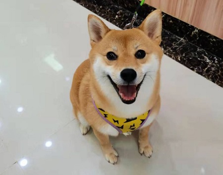 狗耳朵流膿很臭怎么治療？