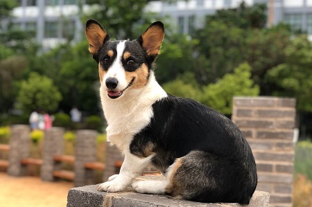 狗狗腿突然瘸了怎么回事？