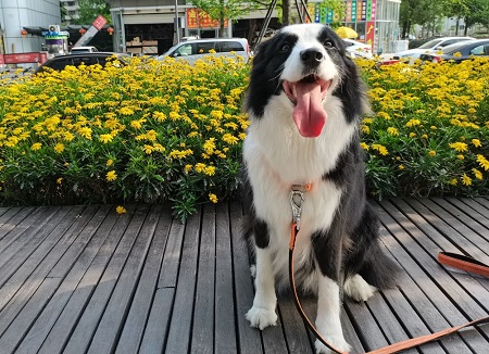小狗尿紅色的尿是怎么回事？