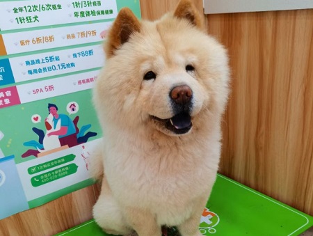 小狗拉血是什么病怎么治？