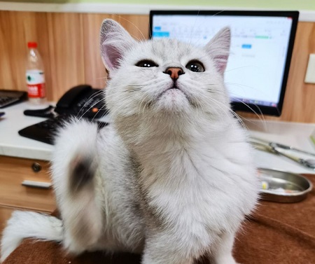 貓絕育手術多少錢？