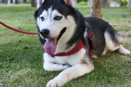 狗身上癢怎么辦？