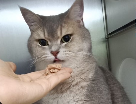 小貓吐了白色粘液帶泡沫