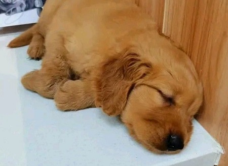 狗狗生病不吃不喝怎么辦？