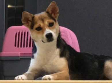 狗能吃梨子嗎？